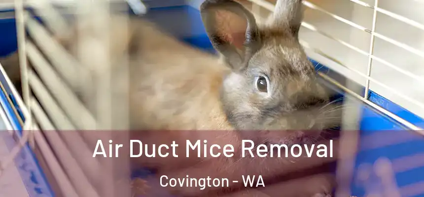  Air Duct Mice Removal Covington - WA